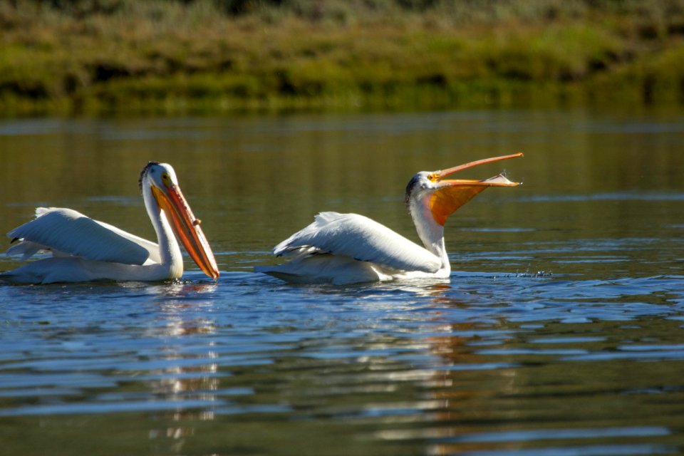 American white pelican in Yellowstone River