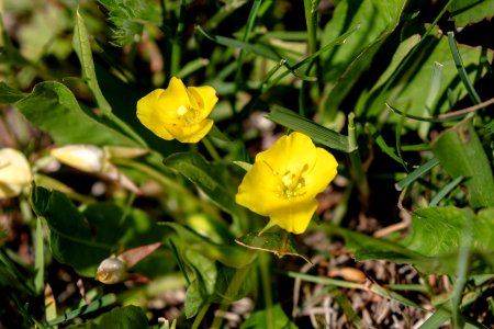 Diffuseflower evening primrose - Camissonia subacaulis