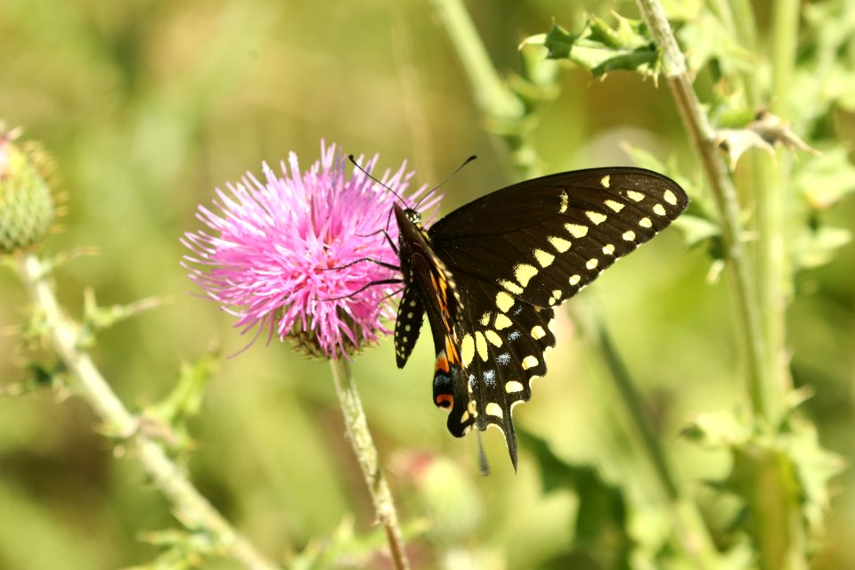 SWALLOWTAIL, BLACK (Papilio polyxenes) (4-16-2019) davis mts, tx (6)
