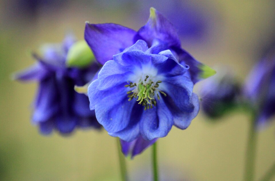 Flower flower macro plant