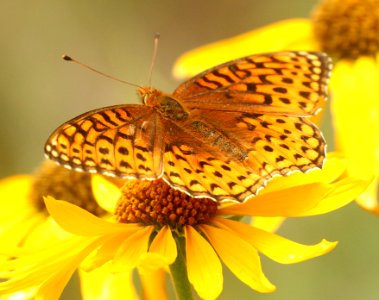 FRITLLARY, APHRODITE (Speyeria aphrodite) (8-14-2019) 9100 ft, hannigan meadow, apache-sitgreaves nat for, greenlee co, az -04
