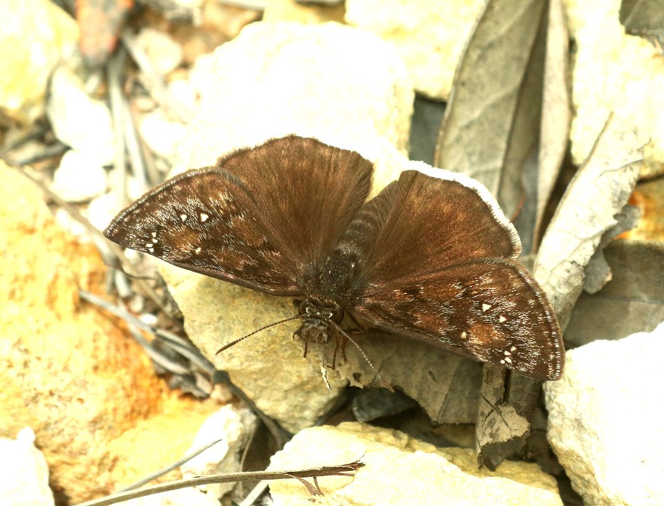 DUSKYWING, ARIZONA JUVENAL'S (Erynnis juvenalis clitus) (8-12-2018) upper humboldt canyon, patagonia mts, santa cruz co, az -01