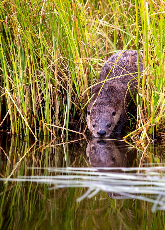 River otter, Swan Lake area