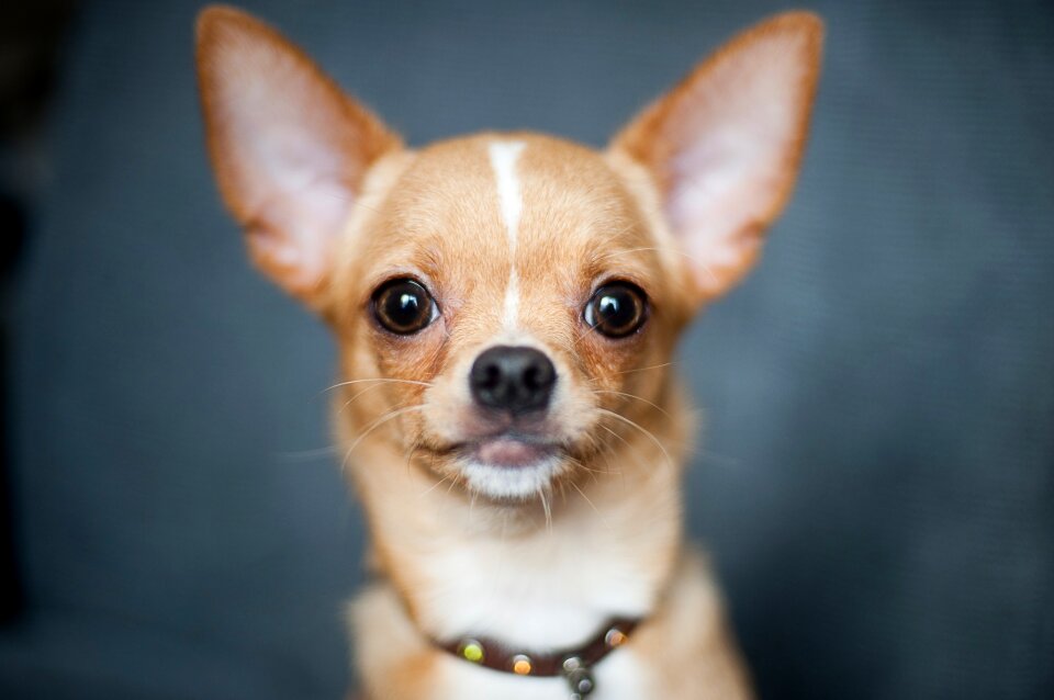 Cute canine looking