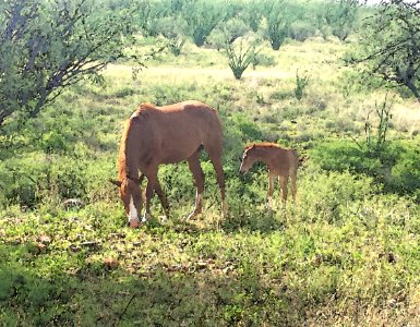 MARE & COLT -03 WATERCOLOR