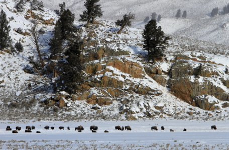 Bison in Little America Flats