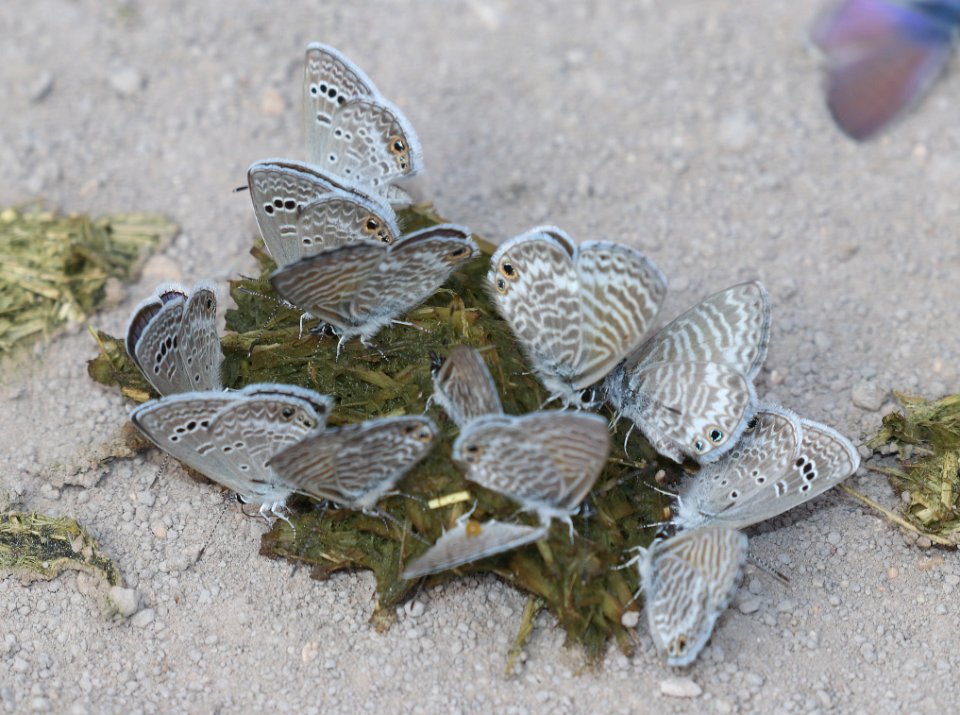 BLUES, MARINE & REAKIRT'S (Leptotes marina & Echinargus isola) (5-31-2020) san pedro river near san pedro house, cochise co, az -01