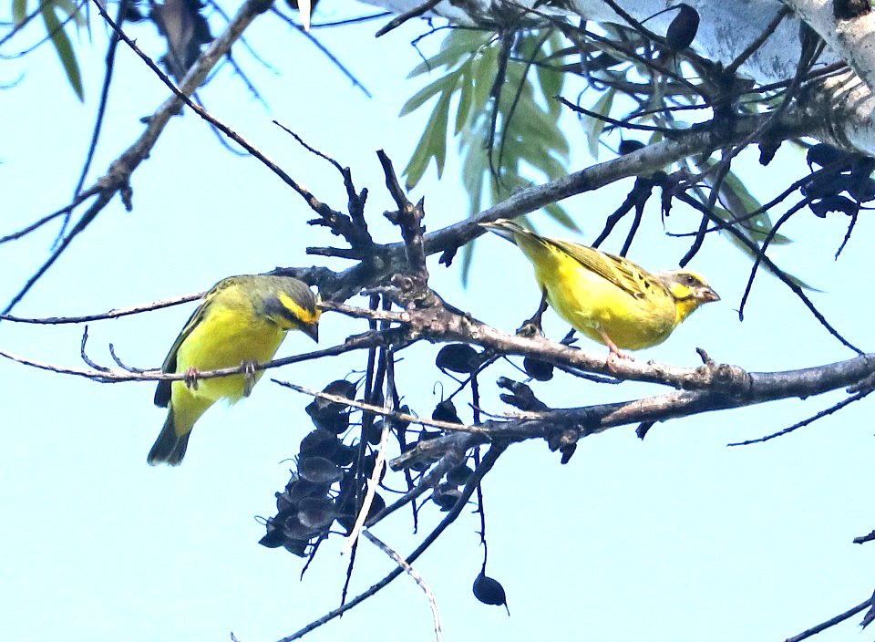 YELLOW-FRONTED CANARY (8-29-2017) makalei golf club, kalaoa, hawaii co, hawaii-01