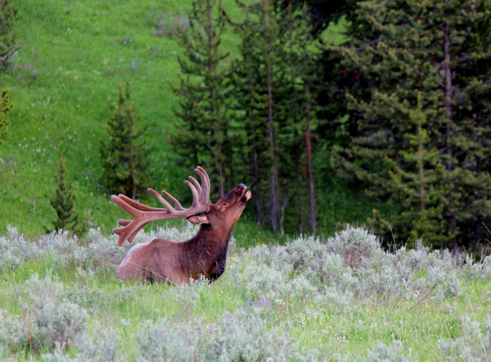 Bull elk at Canyon
