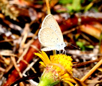 LESSER GRASS BLUE (Zizina otis) (9-6-2017) Waiakea Pond, hilo, hawai'i co, hawaii (3)