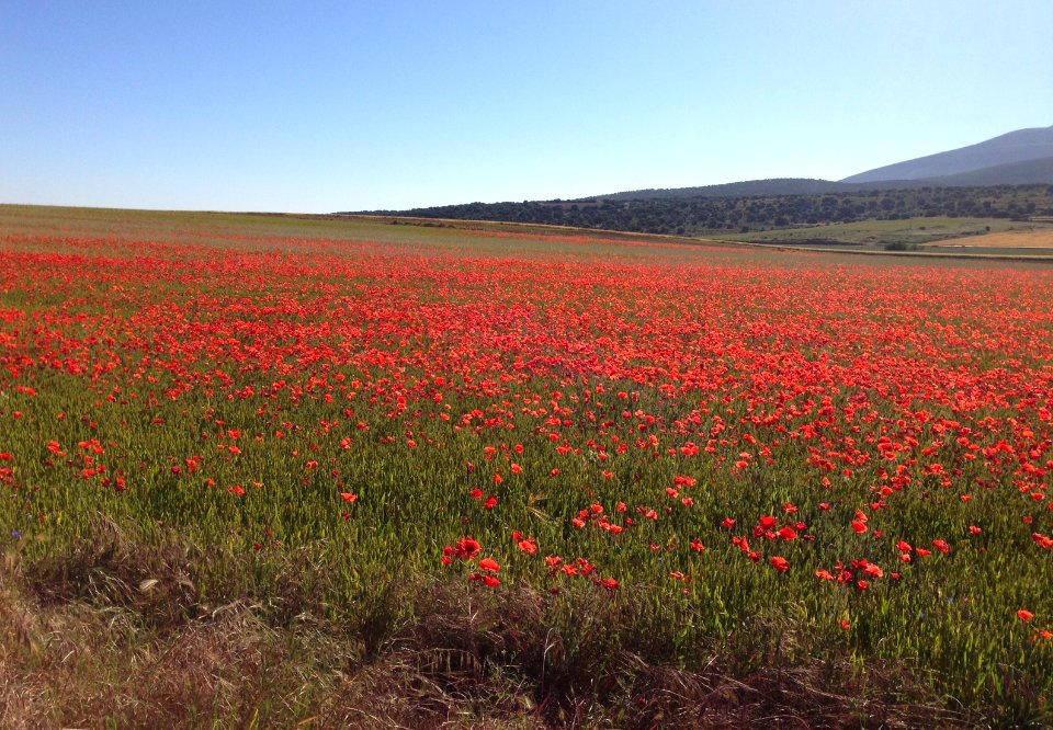 Ólvega, campo de amapolas