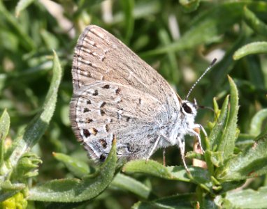 HAIRSTREAK, BEHR'S (Satyrium behrii) (8-25-11) 7900 ft, near monitor pass, mono co, ca (2) photo