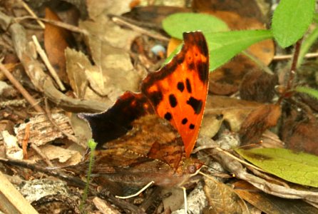 QUESTION MARK (Polygonia interrogationis) (5-5-2019) lost maples state park, bandera co, tx -02 photo