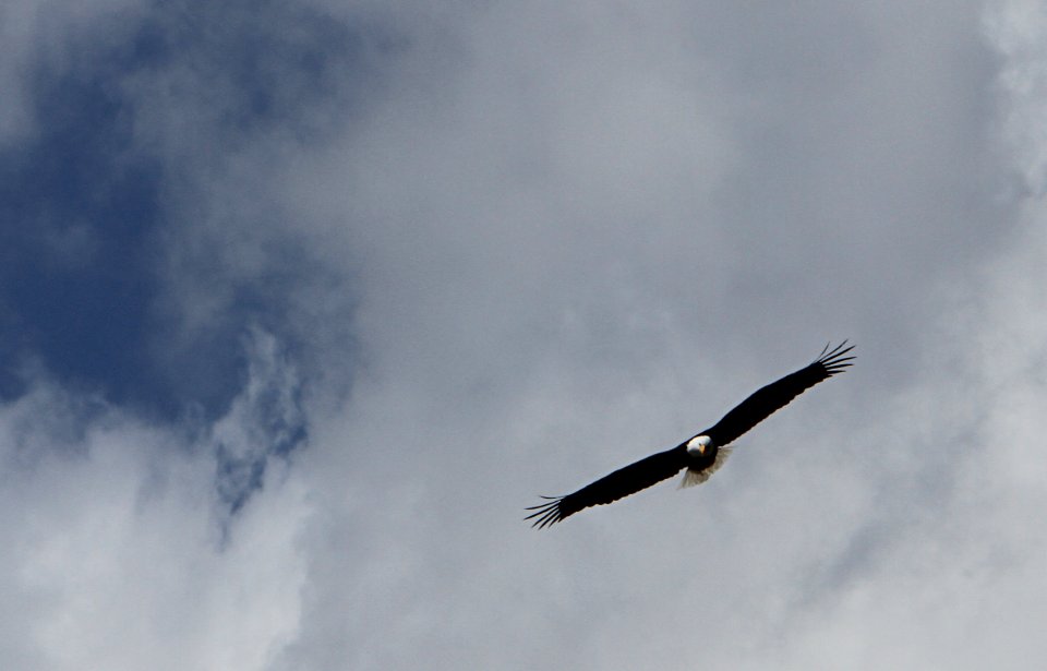 Bald eagle
