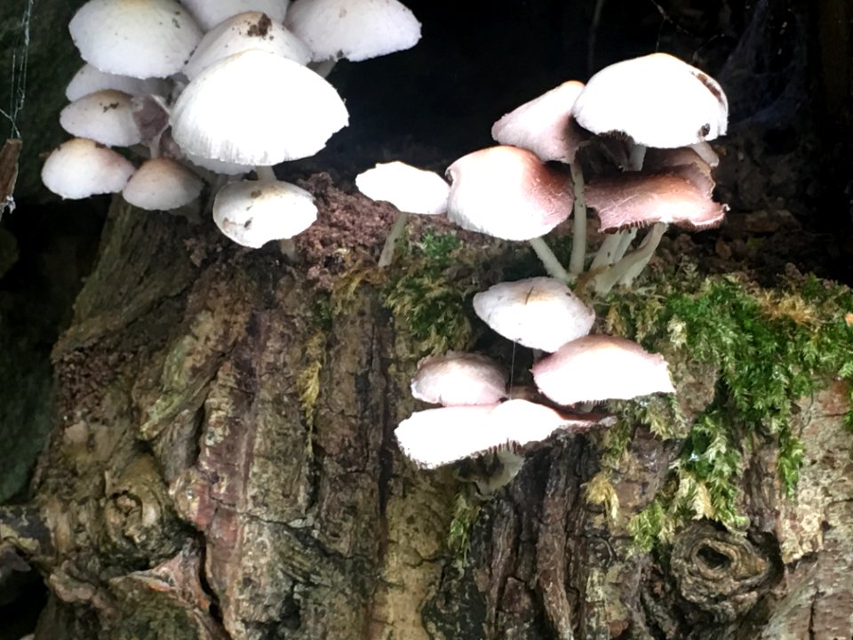Funghi in the garden today (fungi)