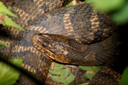 SNAKE, NORTHERN WATER (Nerodia sipedon) (6-19-2017) greensboro, guilford co, nc -03
