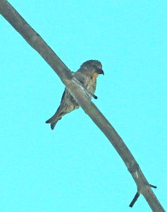 965.5 - CASSIA CROSSBILL (6-30-2018) trail n-w from upper penstamon c g, cassia co, id -08 male