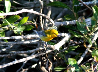 WARBLER, PROTHONOTARY (9-23-08) arroyo de la cruz, slo co, ca -02