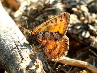 ARCTIC, CHRYXUS (Oeneis chryxus) (7-13-2019) 8800 ft, west of atlantic city, wind river nat for, fremont co, wy -01