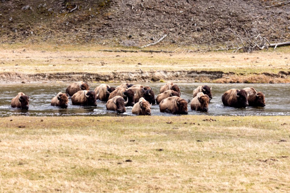 Bison group crossing the Madison River