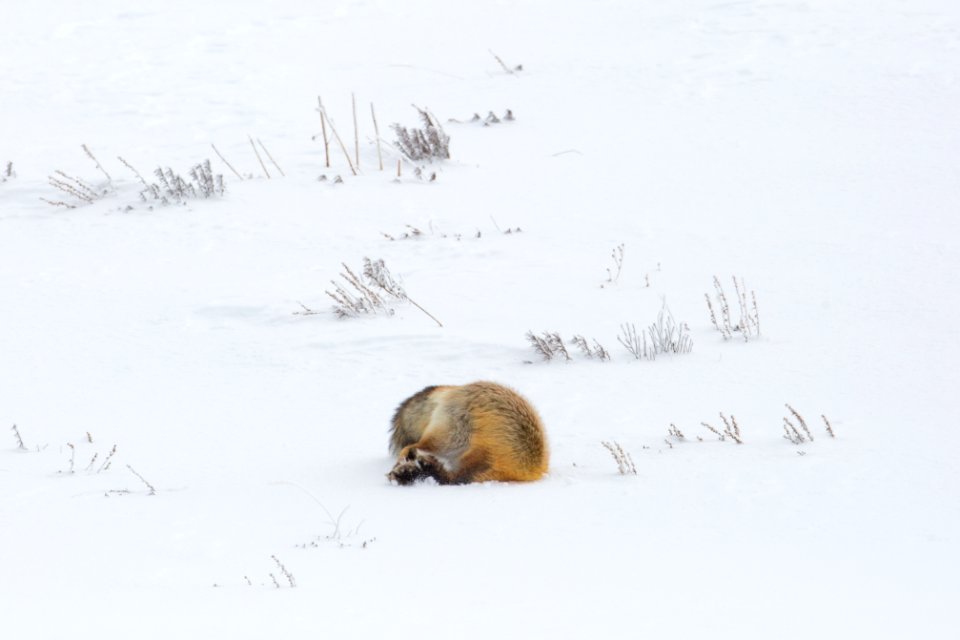 Hunting fox, Hayden Valley