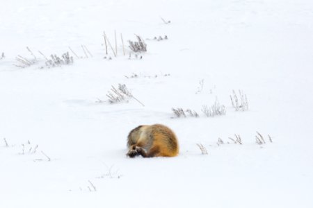 Hunting fox, Hayden Valley photo