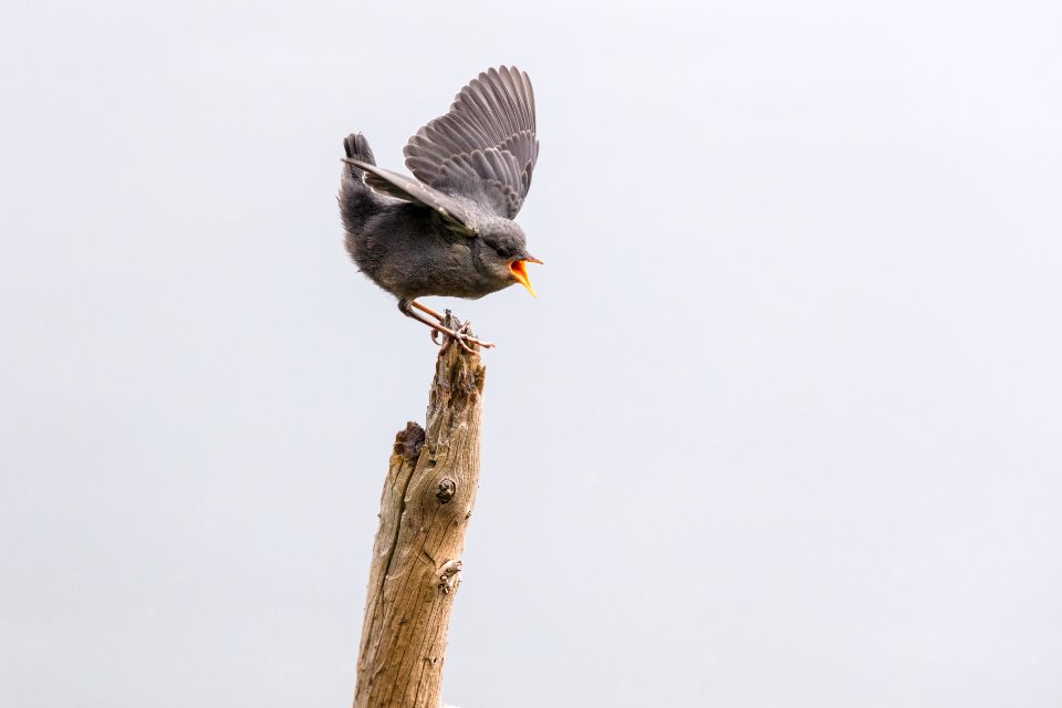 Juvenile American dipper (Cinclus mexicanus) perched on a log