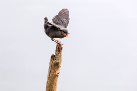 Juvenile American dipper (Cinclus mexicanus) perched on a log