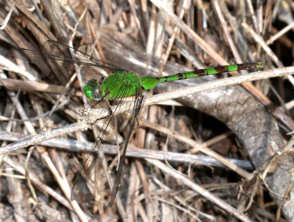 PONDHAWK, GREAT (Erythemis vesiculosa) (10-27-2020) sabal palms sanctuary, cameron co, tx -03 male