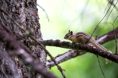 Least chipmunk, Mammoth Hot Springs