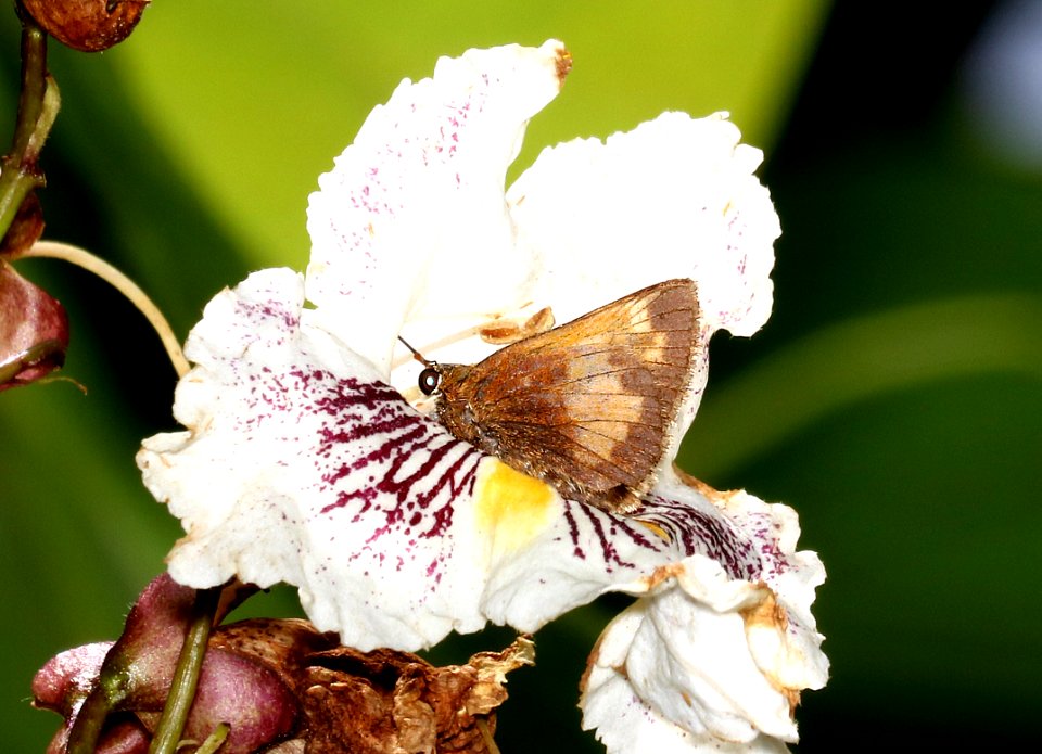 SKIPPER, HOBOMOK (Poanes hobomok) (6-12-2017) daniel boon native gardens, boon, watuga co, nc-01