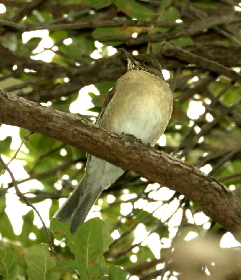 754 - WHITE-THROATED THRUSH (1-10-2018) madera picnic area, madera canyon, pima co, az - 16