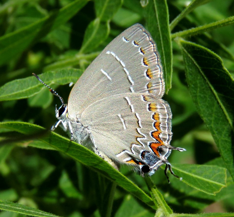 HAIRSTREAK, SOAPBERRY ( Phaeostrymon alcestis) (5-18-2020) oracle, pinal co, az -04