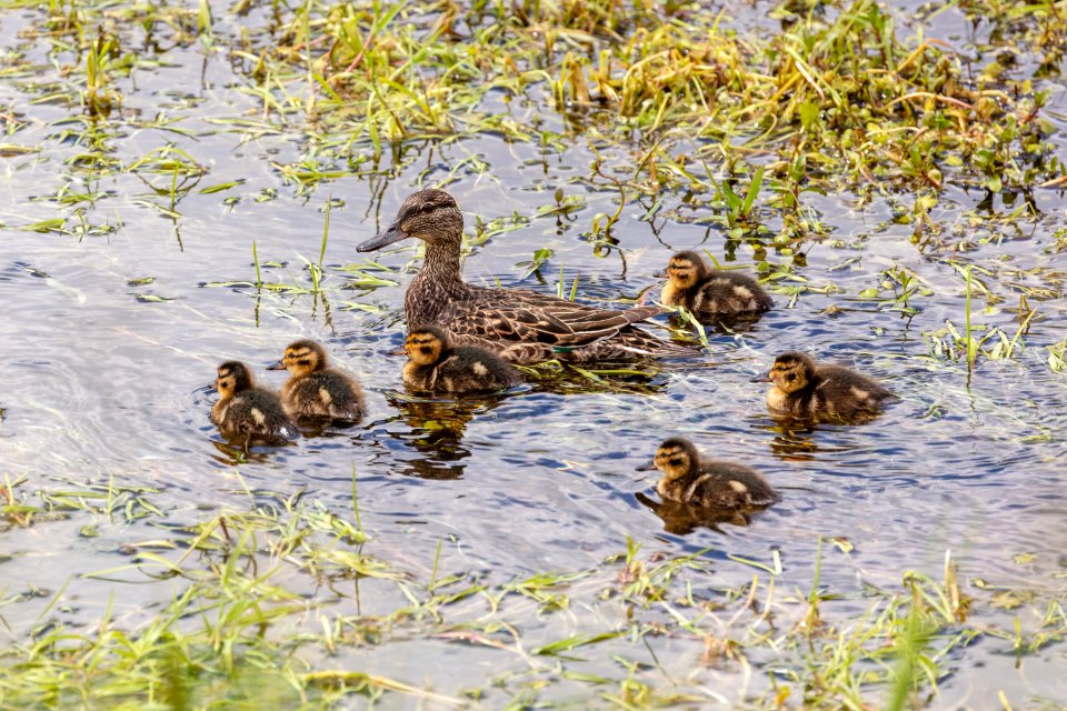 Female green-winged teal and ducklings photo