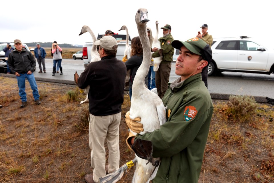 Swan release September 2019 (2: )holding one of the cygnets