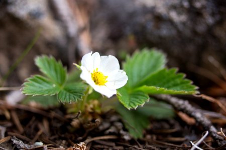 Wild strawberry seedling