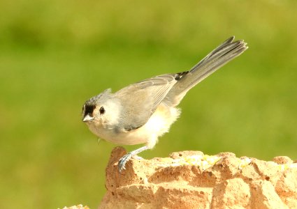 681 - TUFTED TITMOUSE (9-27-2018) pepperell, middlesex co, ma -01