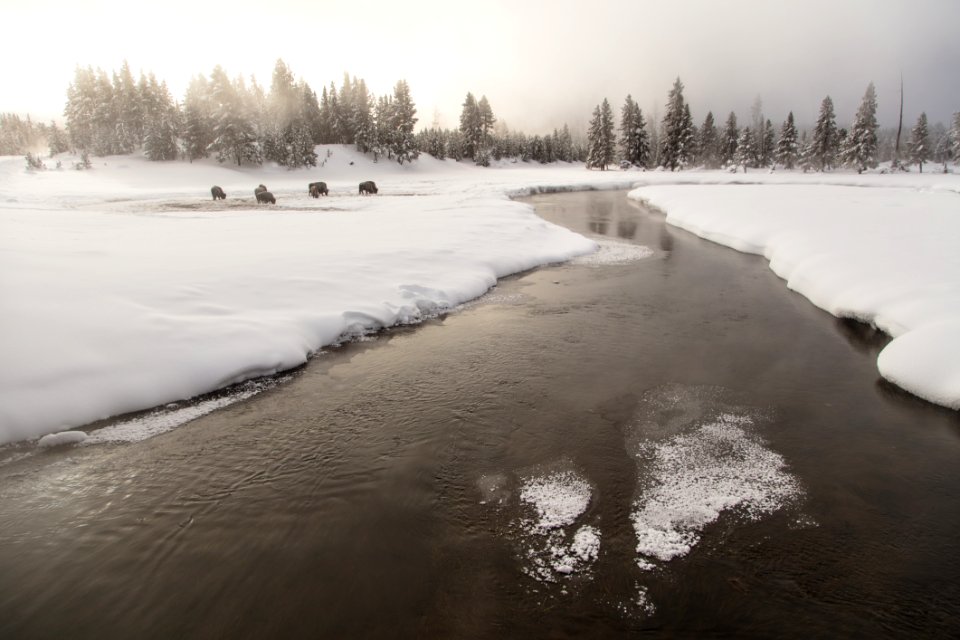 Bison along the Gibbon River on a foggy morning