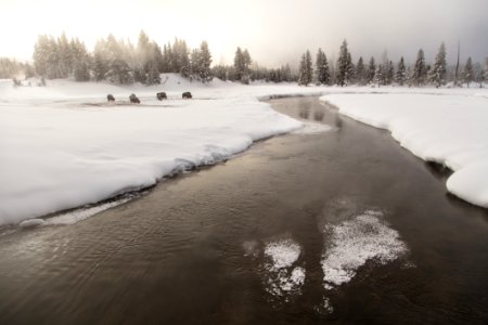Bison along the Gibbon River on a foggy morning