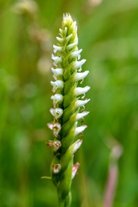 Hooded lady's tresses - Spiranthes romanzoffiana