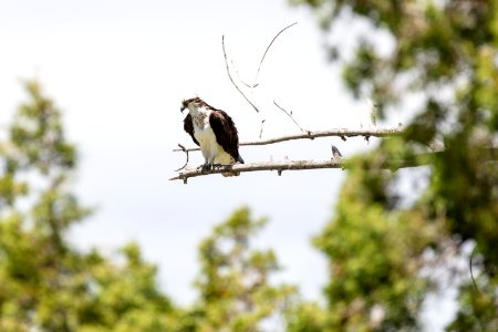 Osprey perched above the Gardner River photo