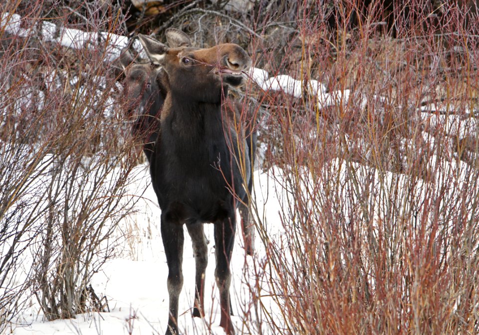 Cow moose browsing on willows
