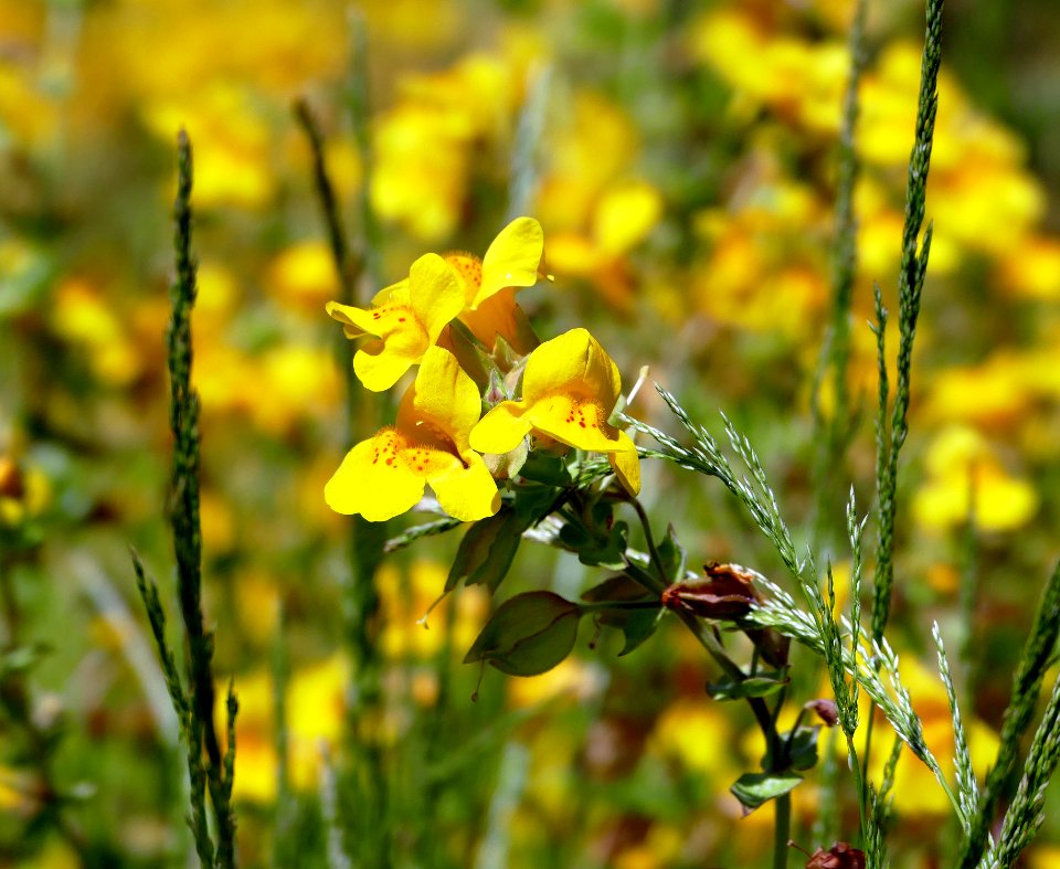 Yellow monkey-flower