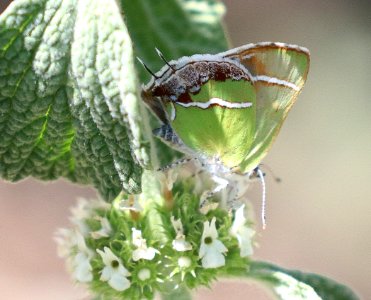 HAIRSTREAK, SILVER-BANDED (Chlorostrymon simaethis) (5-11-2020) upper peppersauce cyn, catalina mts, pinal co, az -02