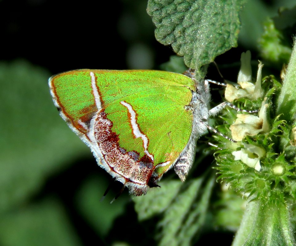 HAIRSTREAK, SILVER-BANDED (Chlorostrymon simaethis) (5-6-2020) upper peppersauce canyon, santa catalina mts, pinal co, az -02