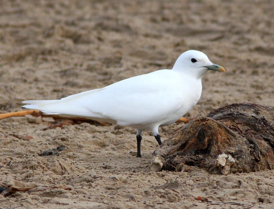 GULL, IVORY (11-7-10) pismo beach, slo co, ca -01