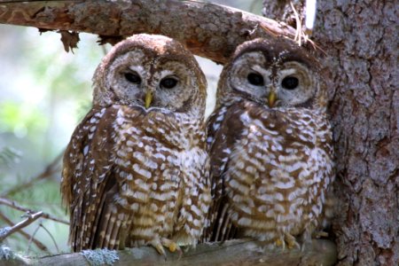 Mexican Spotted Owl