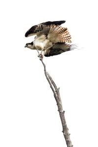 Osprey - Pandion haliaetus photo