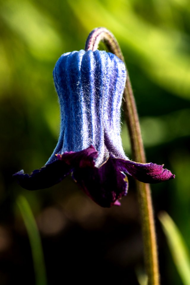 Sugarbowls - Clematis hirsutissima