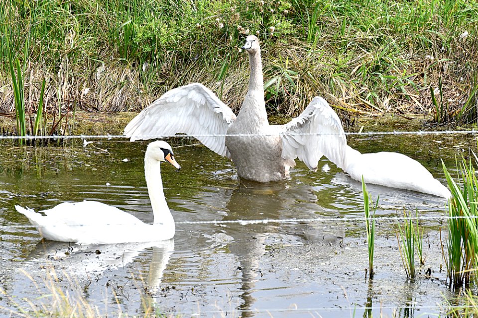 Signet spreading its wings.